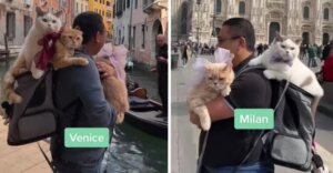 Tutor viaja pelo mundo com seus três gatos: eles curtem belas paisagens