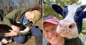 Todas as manhãs, essa vaca resgatada pede abraços ao pai