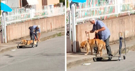 Vovô com um grande coração leva seu cachorro deficiente para passear todos os dias