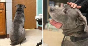 Cachorro chora quando seu tutor é obrigado a deixá-lo em um abrigo