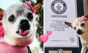Cadela conquistou o recorde de mais velha do mundo aos 22 anos