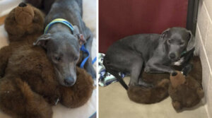 História comovente da cachorrinha abandonada que não larga seu ursinho de pelúcia