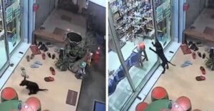 Cachorro perdido chega ao veterinário pedindo ajuda