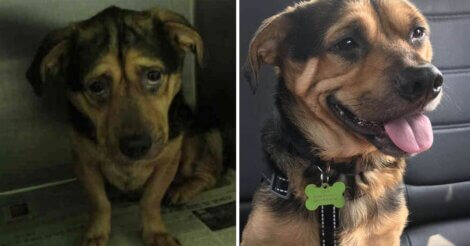 6 horas na estrada para adotá-lo! Casal se apaixonou pelo cachorrinho mais triste do abrigo através de uma foto