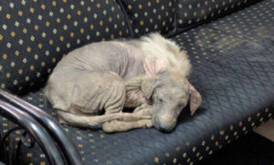 Cadela doente pediu ajuda a um centro de resgate e sua mudança é incrível