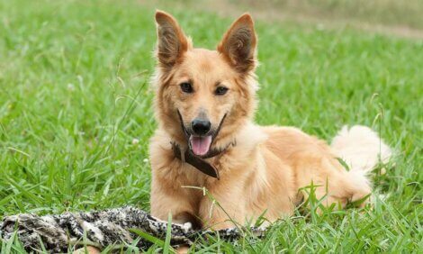 5 coisas que serão obrigatórias com a nova lei de bem-estar e proteção animal na Espanha
