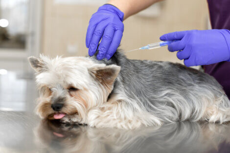 Plasma rico em plaquetas (PRP): usos e benefícios em animais de estimação