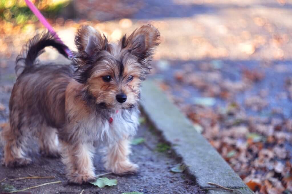 Chorkie: tudo sobre essa raça