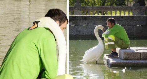 Conheça a terna história do cisne solitário que abraça o jardineiro que o visita diariamente