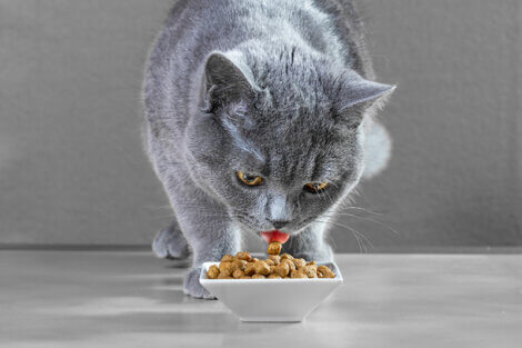 Como mudar a comida de um gato?