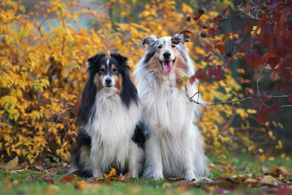 Cães merle: o que são e quais raças têm a mutação?