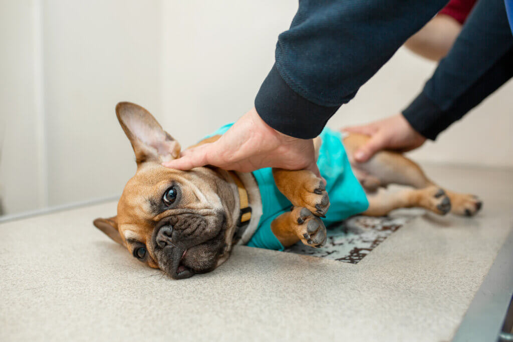 Hemivértebra em cães braquicefálicos: o que é e como tratar?