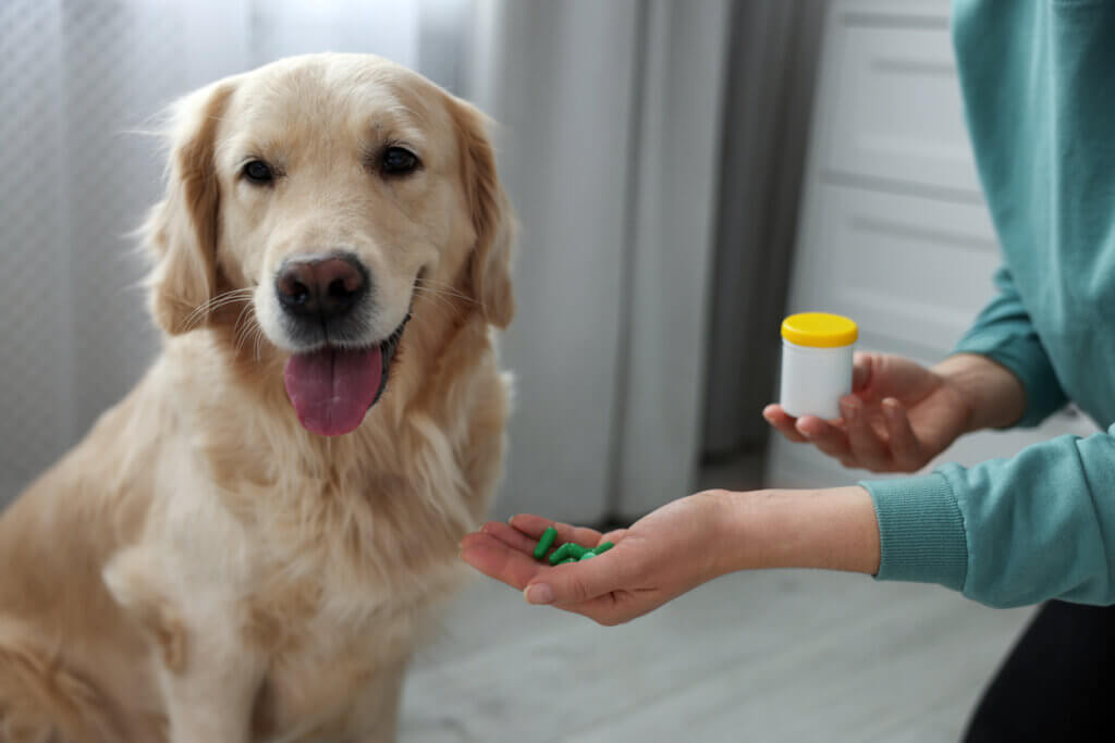 Progestágenos em cães: é arriscado usá-los?