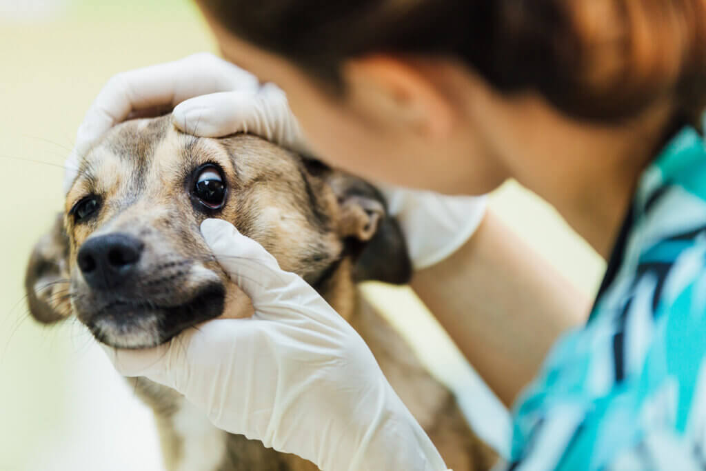 Anisocoria em cães: causas, diagnóstico e tratamento