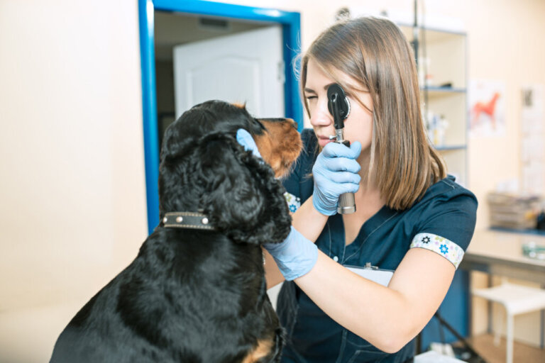 Hifema canino: quais são suas causas e seu tratamento?