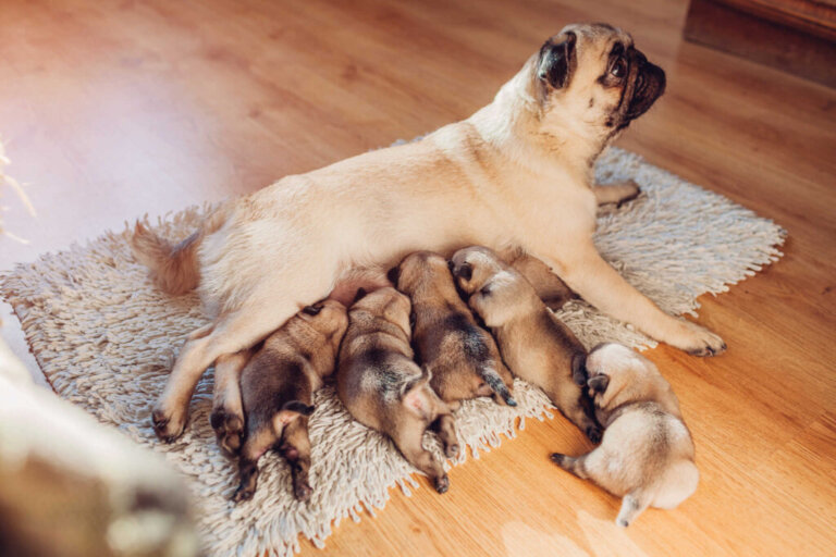Febre do leite em cadelas: como identificar e o que devo fazer?