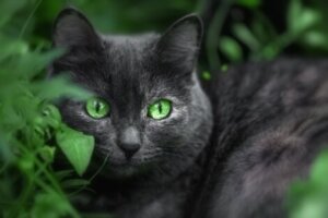 7 curiosidades dos gatos pretos