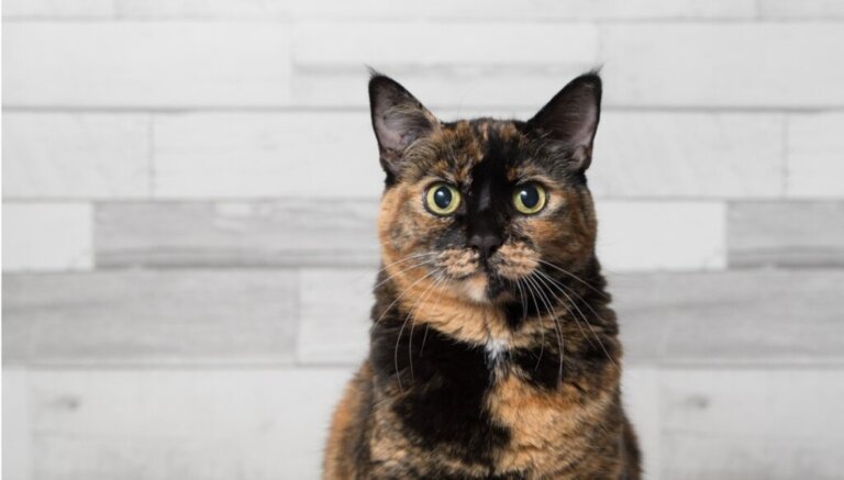 A cor do seu gato, o que significa?