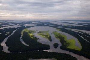 Os 7 animais mais representativos da Amazônia