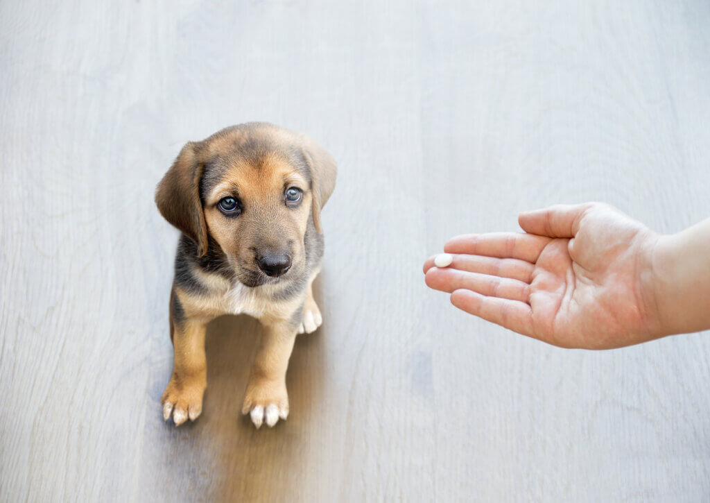 Resistência a antibióticos em animais de estimação: por que é uma ameaça?