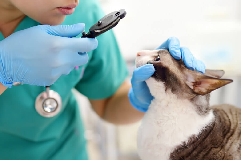 Úlceras de córnea em gatos: causas, tipos e tratamentos