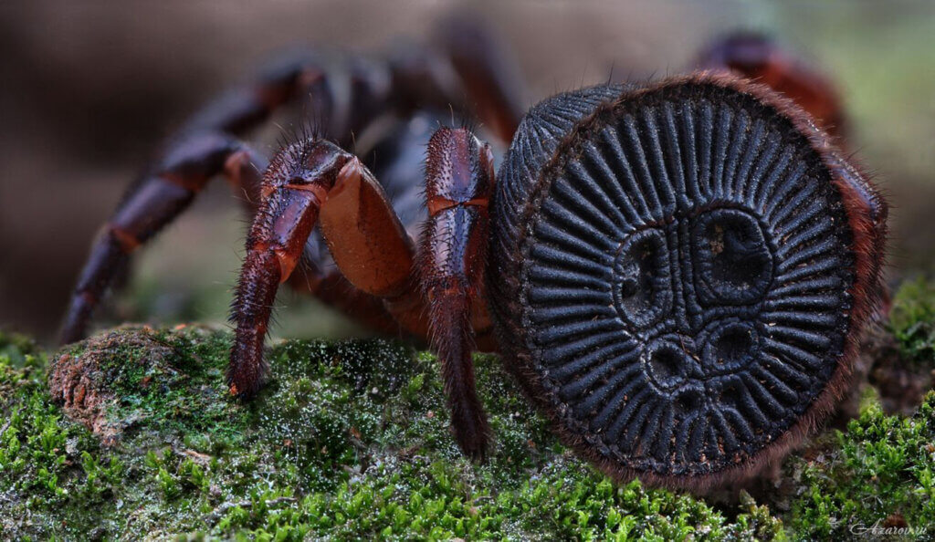 Cyclocosmia: essas aranhas são perigosas?