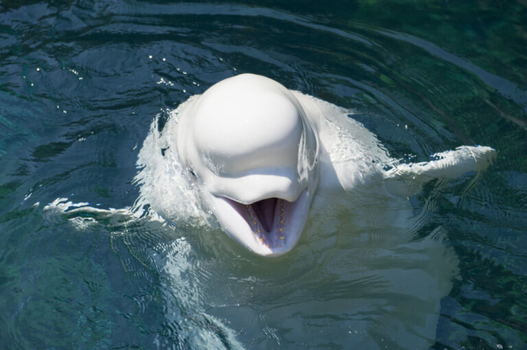 Beluga: características, habitat e comportamento