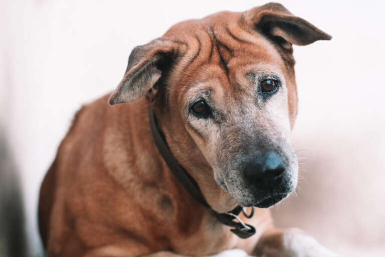 Síndrome vestibular em cães: tudo o que você precisa fazer