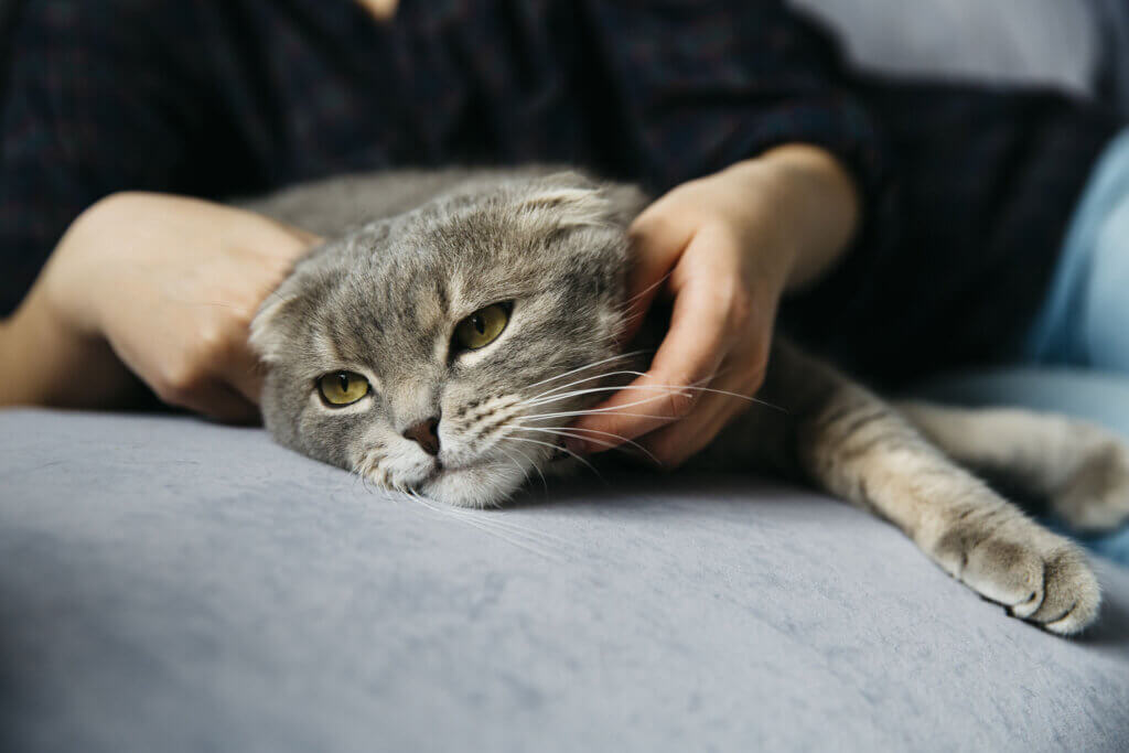 FLUTD em gatos: sintomas, tratamento e prevenção