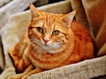 Tênias em gatos: tipos, sintomas e tratamentos