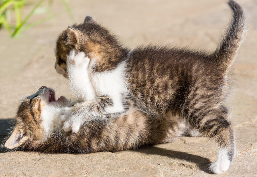 Meus gatos estão brincando ou brigando: como saber?