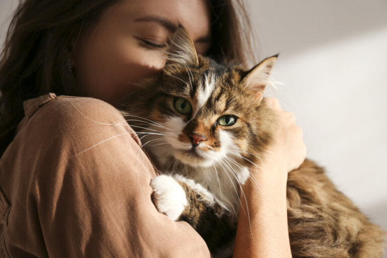 5 estratégias para promover o bem-estar do seu gato