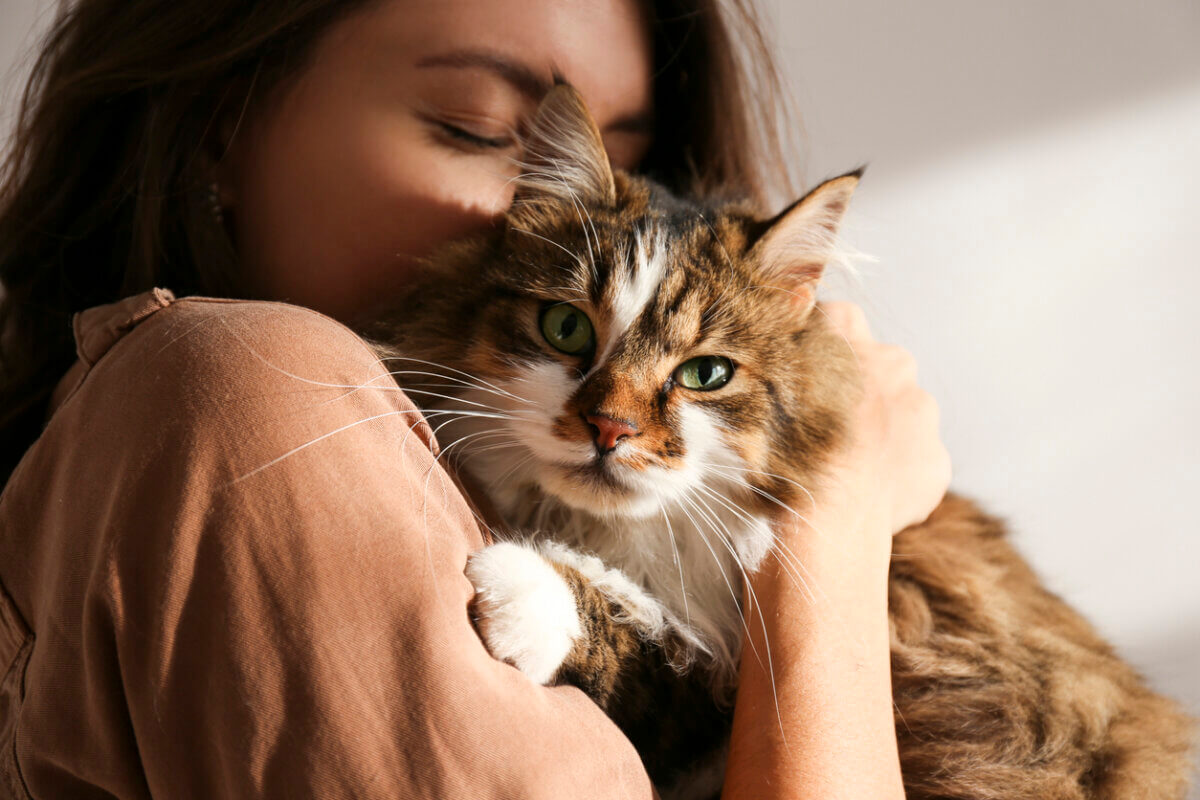 5 estratégias para promover o bem-estar do seu gato