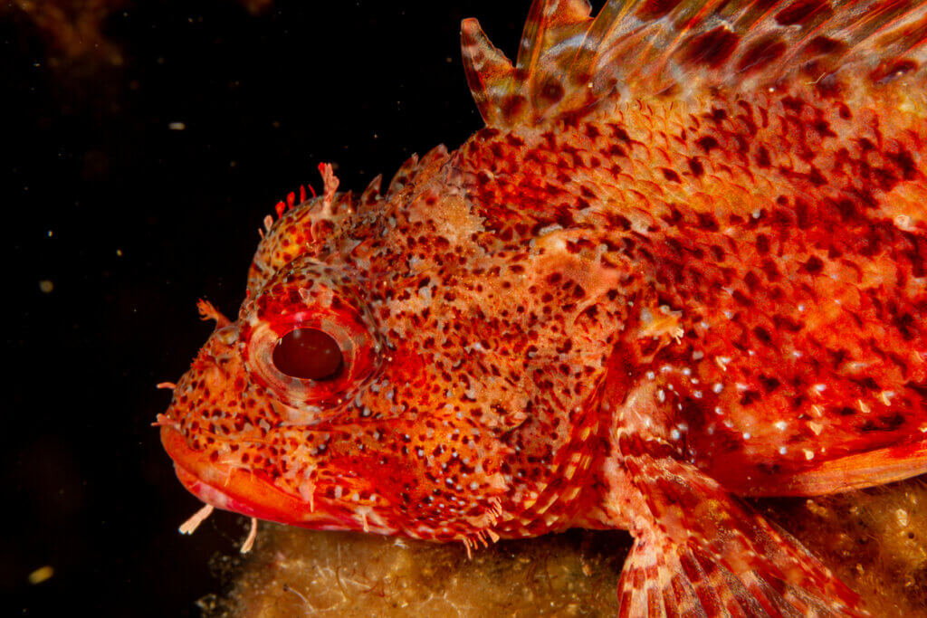 O peixe-escorpião: habitat e características