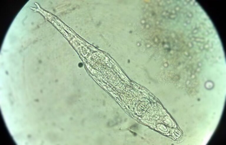 Bdelloidea: microorganismo de 24.000 anos atrás voltou à vida