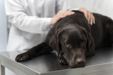 Síndrome de Cushing em cães: quais são os sintomas e o tratamento?