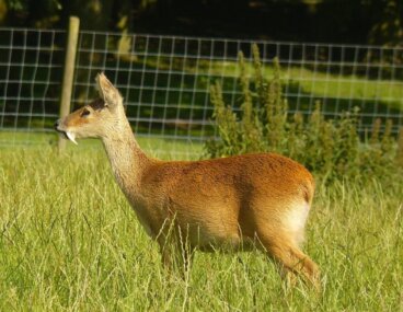 Veado-d'água-chinês: o dente de sabre herbívoro