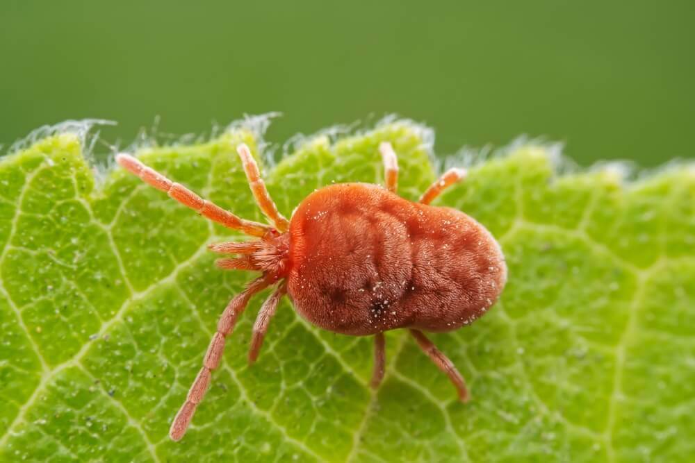 Qual é o habitat do ácaro rajado e como ele afeta a agricultura?