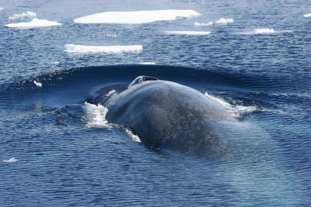 5 curiosidades sobre a baleia-azul do oceano Antártico: o maior mamífero do mundo