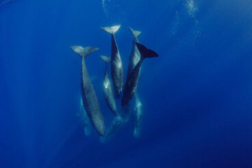 Como nascem as baleias e como é sua reprodução?