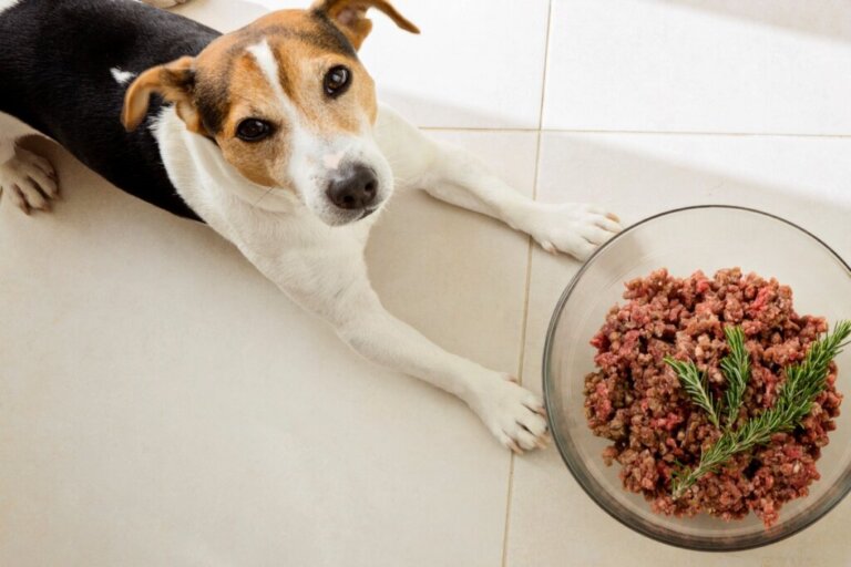 A cada quantas horas meu cachorro deve comer?