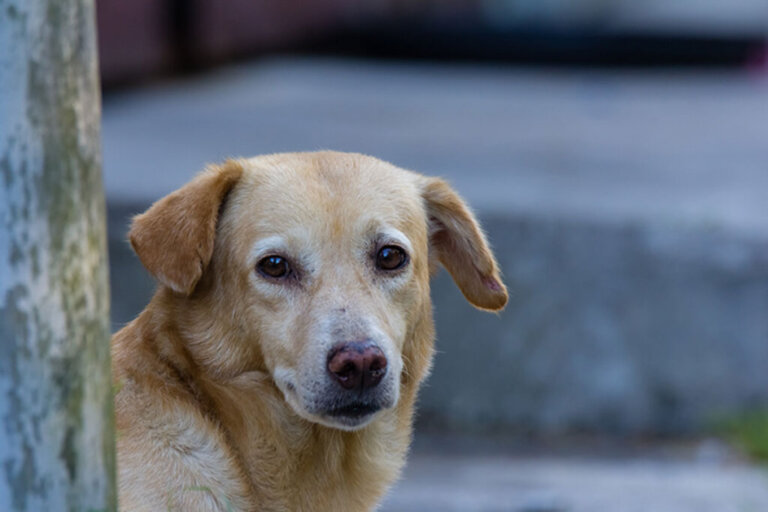 Maneiras de ajudar um cachorro sem-teto