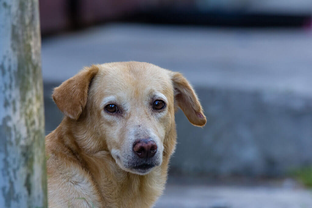 Maneiras de ajudar um cachorro sem-teto