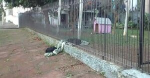 Cachorrinha adotada divide seu cobertor para aquecer um peludinho sem-teto, que coração grande!