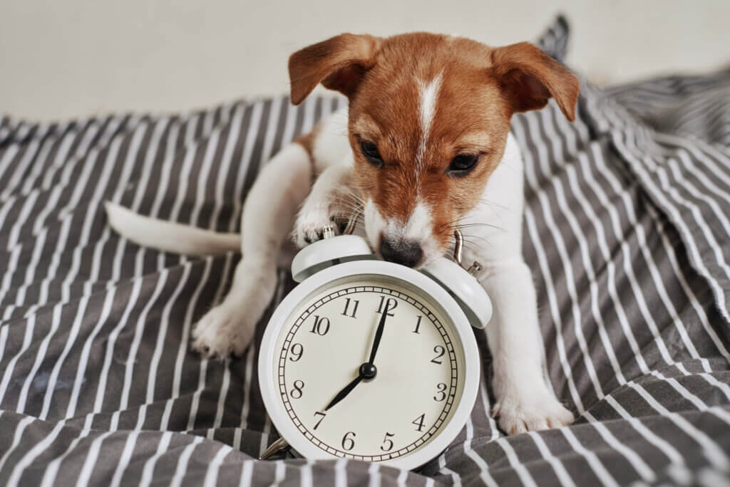 Você sabia que os cachorros têm noção do tempo?