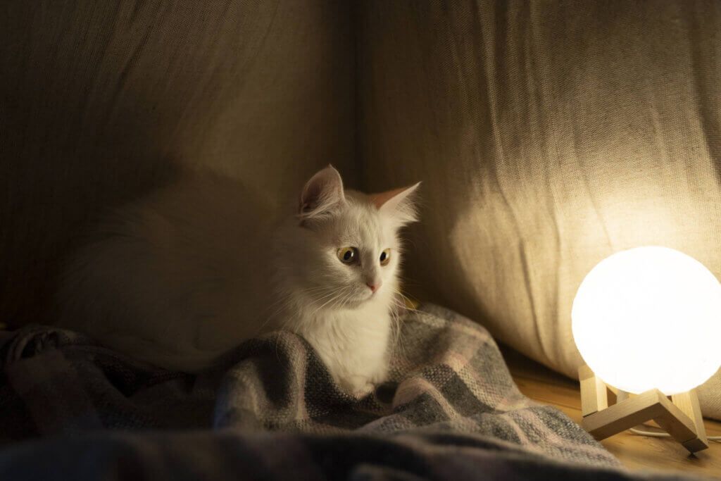 Colocar um gato para dormir à noite: conselhos práticos