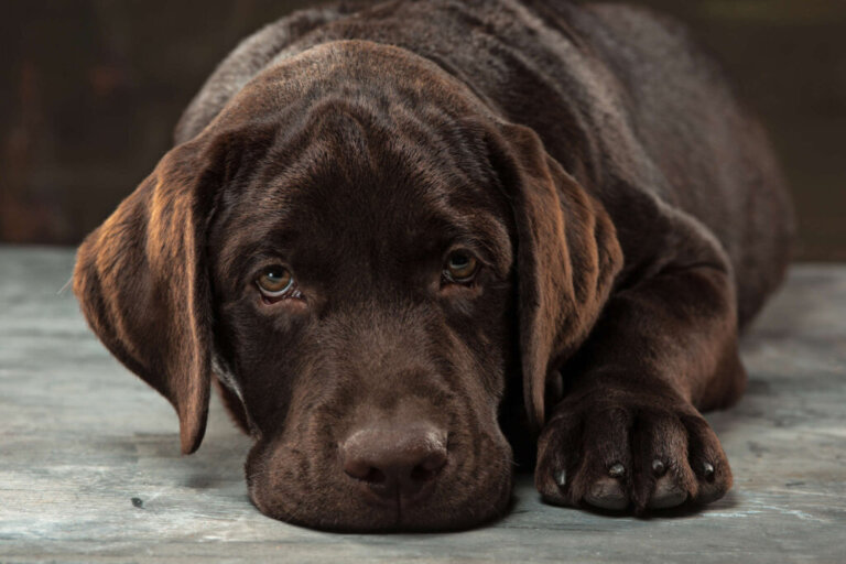 7 comportamentos de dor em cães