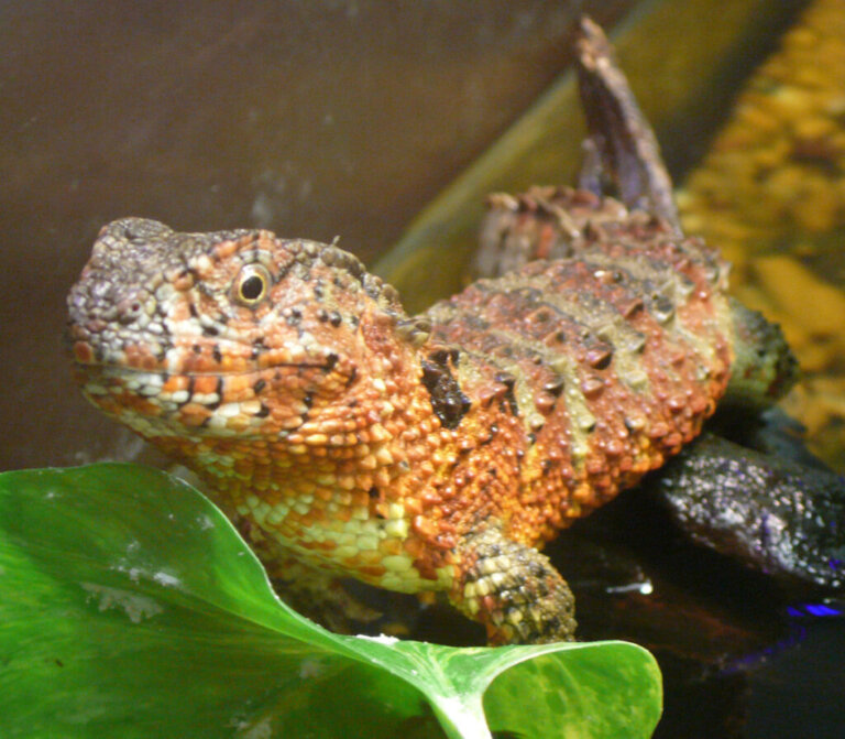 O lagarto-crocodilo-chinês: habitat, características e curiosidades