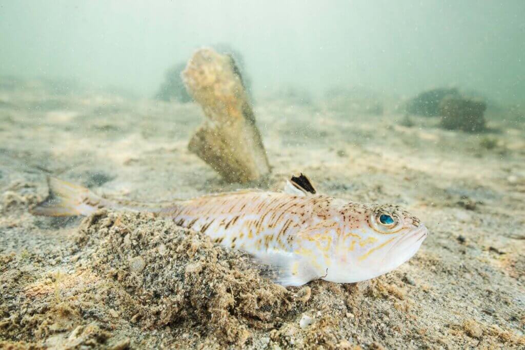 Peixe-aranha-maior: por que seu veneno pode ser mortal e como combatê-lo?