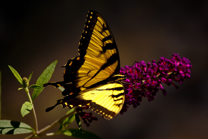 Borboletas: explorando seu habitat e alimentação